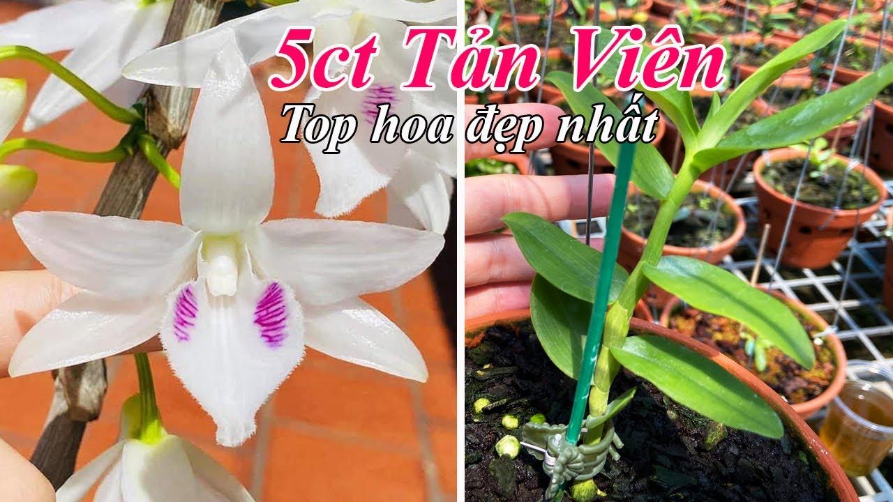 Hình ảnh cận cảnh hoa lan 5ct mày ngài với 5 cánh trắng tinh khôi và điểm nhấn 'mày ngài' đặc trưng.